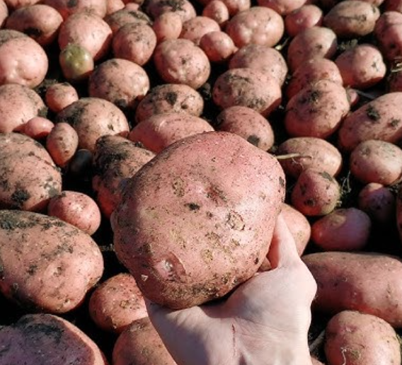 Стійкий імунітет