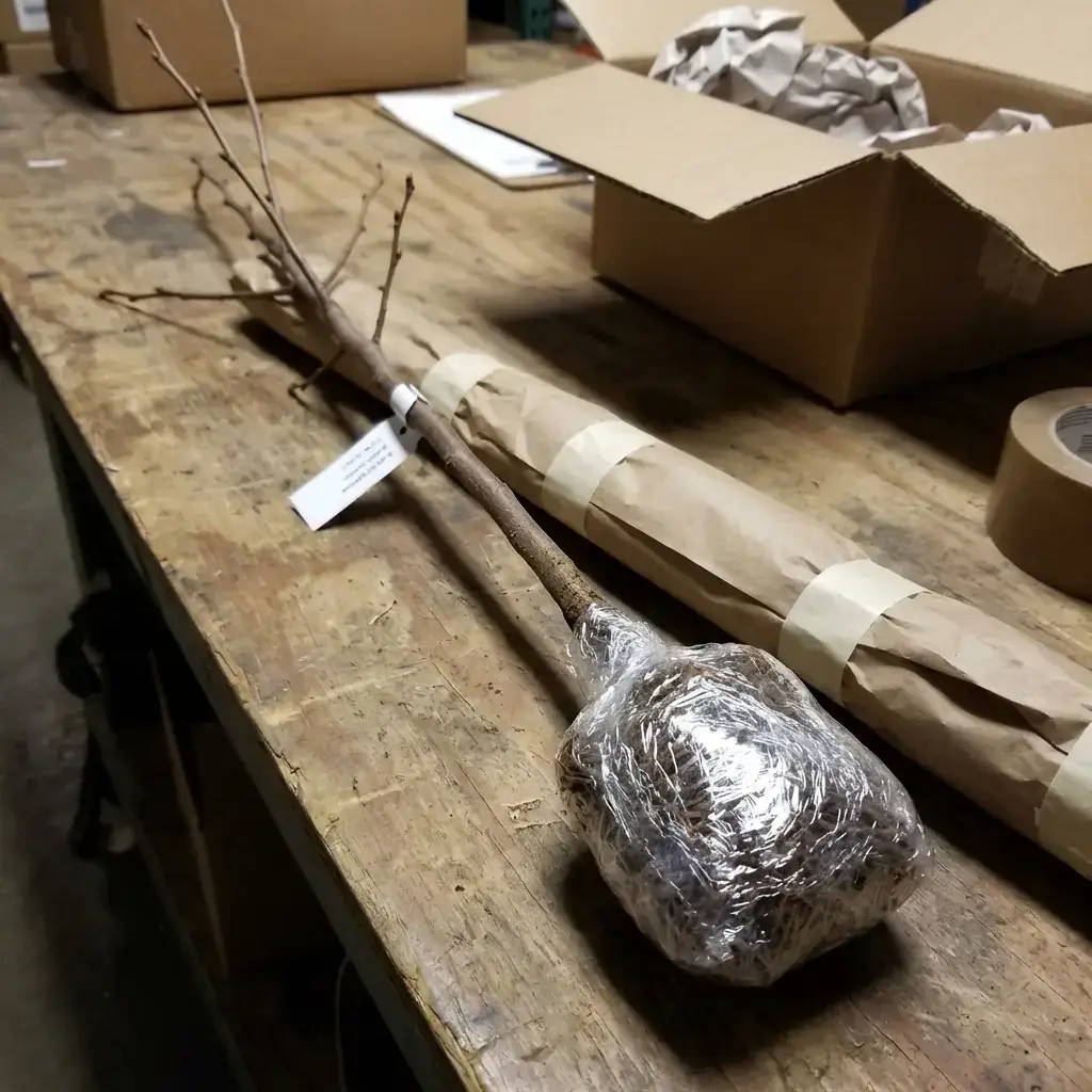 Упаковка саджанця