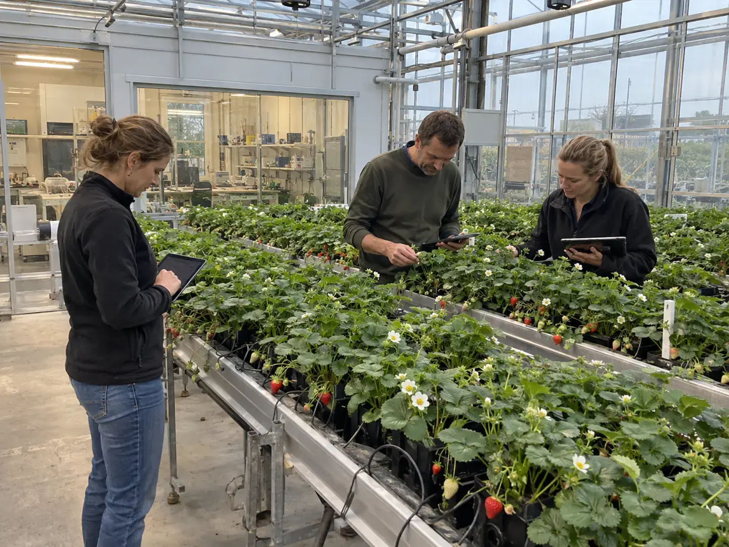 Європейська лабораторія відбору полуниці