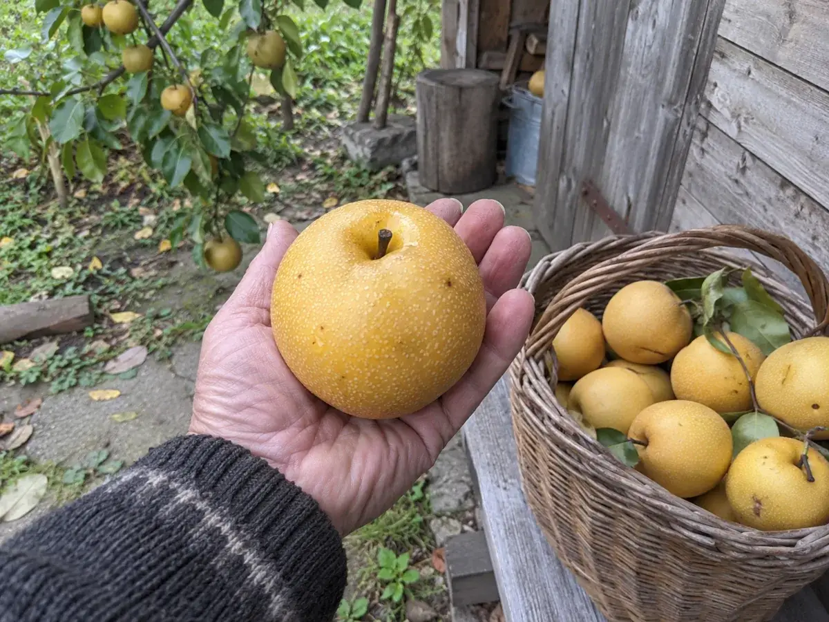 Груші «Наші»: плоди та сад